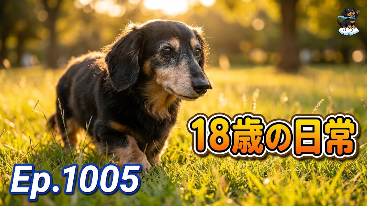Ep.1013Ep.【18歳の日常】一歩ずつ、大切に。老犬ダックスと歩む穏やか