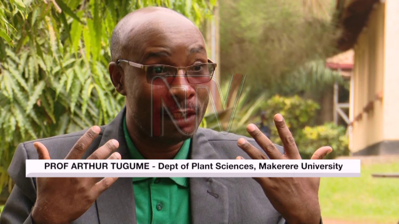 ntv news live today 2019 09 03 THE GMO DEBATE ENG GN
