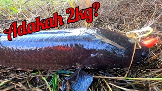 Haruan mega_rezeki Tanpa diduga #haruan #babon #fishing #snakehead