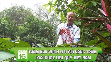 Thăm khu vườn lưu giữ hàng trăm loài dược liệu quý Việt Nam | VTC16