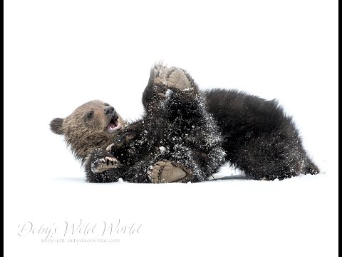 Grizzly Cubs go Sledding