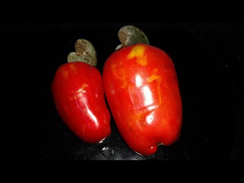 My small cashew tree bearing delicious fruit in my garden - YouTube