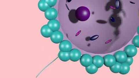 INHERITANCE OF MITOCHONDRIAL TRAITS