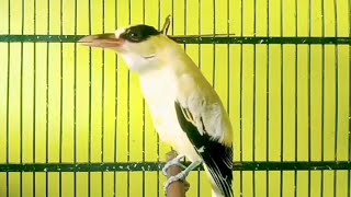 PANCINGAN kepodang trotol agar cepat bunyi‼️suara burung kepodang gacor