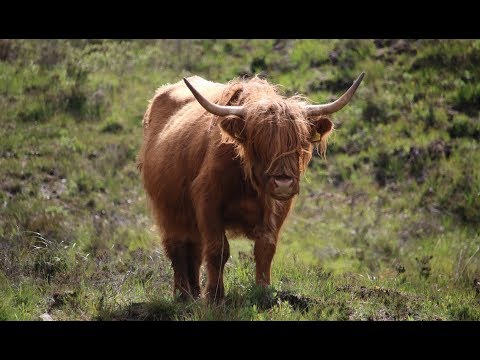 Video: Skottland - Land Med Berg, Slott Och Mystiska Legender - Alternativ Vy