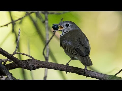 How To Keep Birds Off Your Fruit