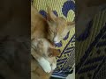 Cat love.  #cat #pets #pet #cats #catlovers #petlovers