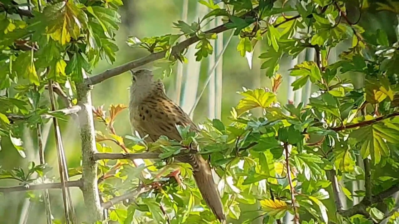 Grasshopper Warbler, Frampton 