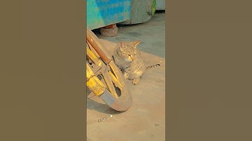 Thumbnail of #coversong #song #cover #music #singer #cat #billukifunnycomedy #comedyfilms #funny