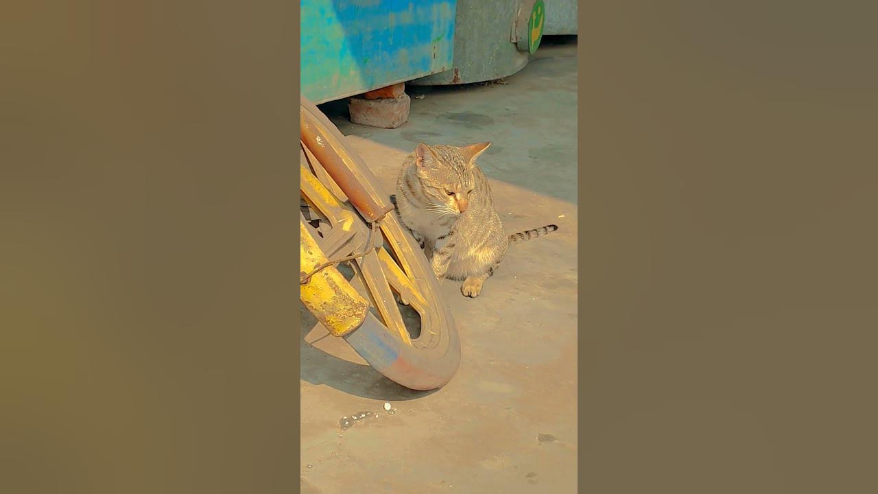 #coversong #song #cover #music #singer #cat #billukifunnycomedy #comedyfilms #funny #coversong #song #cover #music #singer #cat #billukifunnycomedy #comedyfilms #funny