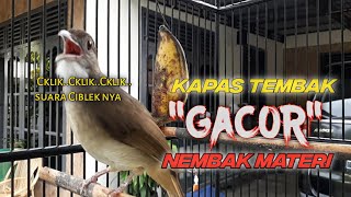 SUARA ASLI KAPAS TEMBAK PANCINGAN KAPAS TEMBAK BUKA EKOR.