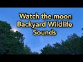 Live Stream - Watch the Moon, Backyard Wildlife Sounds