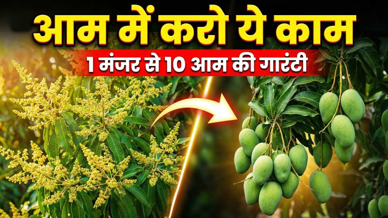फ़रवरी में आम में ये काम ज़रूर करें 🔥 1 मंजर से 10 आम | 2x पैदावार