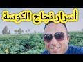 أسرار نجاح زراعة الكوسة وأهم الرشات للحصول علي أعلي إنتاج