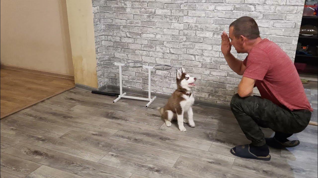 Как лают хаски. Как лают хаски