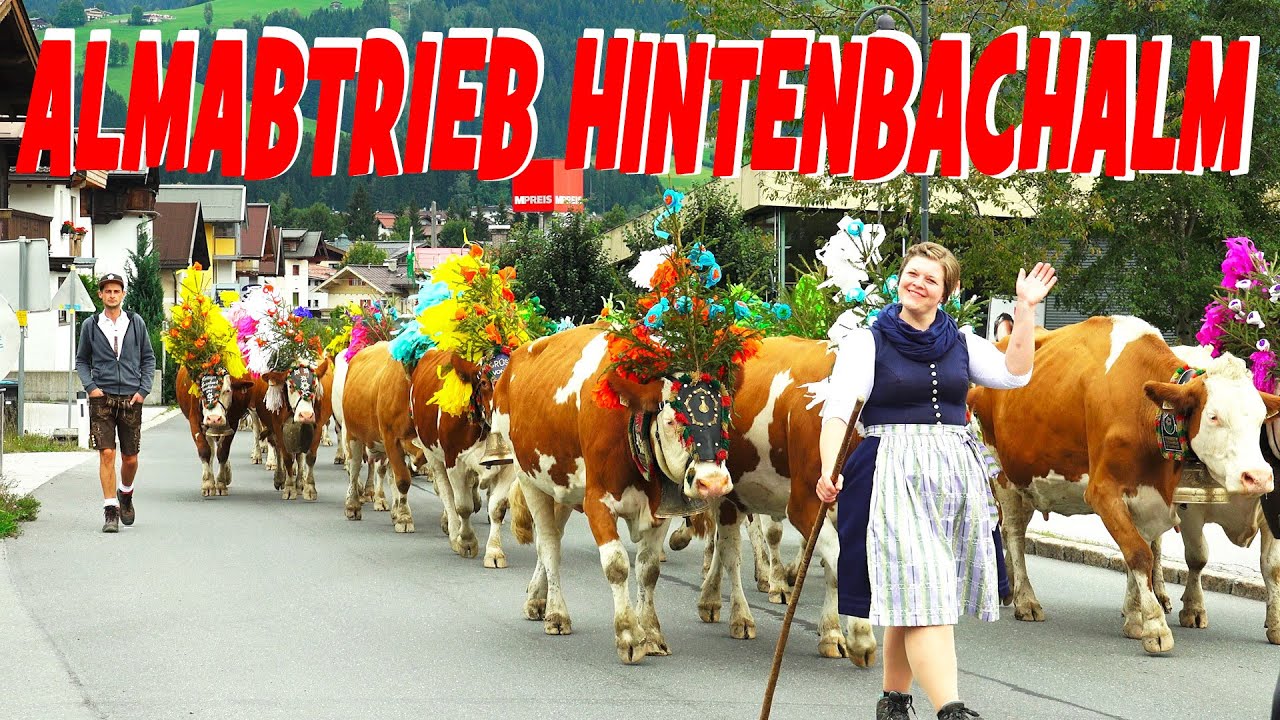 Großer Almabtrieb - Hintenbach- Schöntalalm - 2022 - Kirchberg Tirol