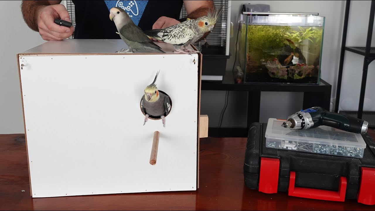 Papağan için Yuva Kutusu Yapımı Sultan Papağanı Yuva