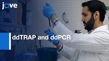 ddTRAP : Telomere Repeat Amplification Protocol for ddPCR | Protocol Preview
