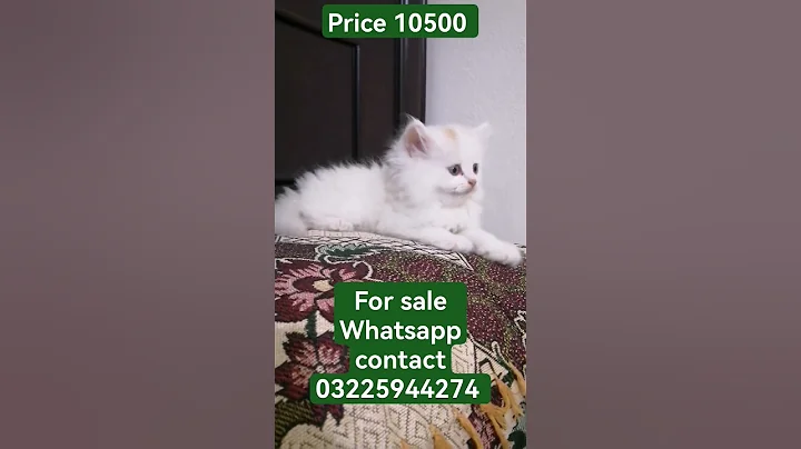 Video 3280981: persian kitten training, best quality persian kitten, kitten kitty cutecat catlover, kitten pets catlover cutecat, cats kitten cutecat catlovers, kitten litter training