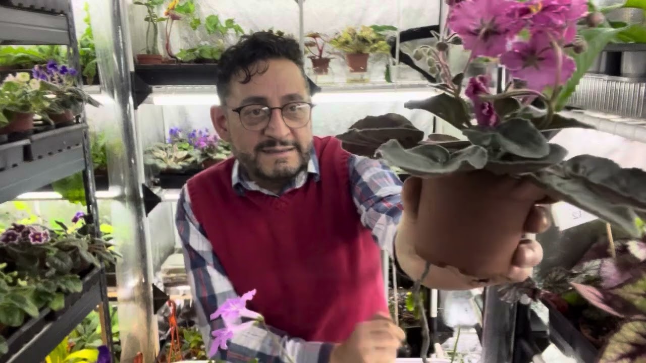 Familia generaceae: streptocarpus