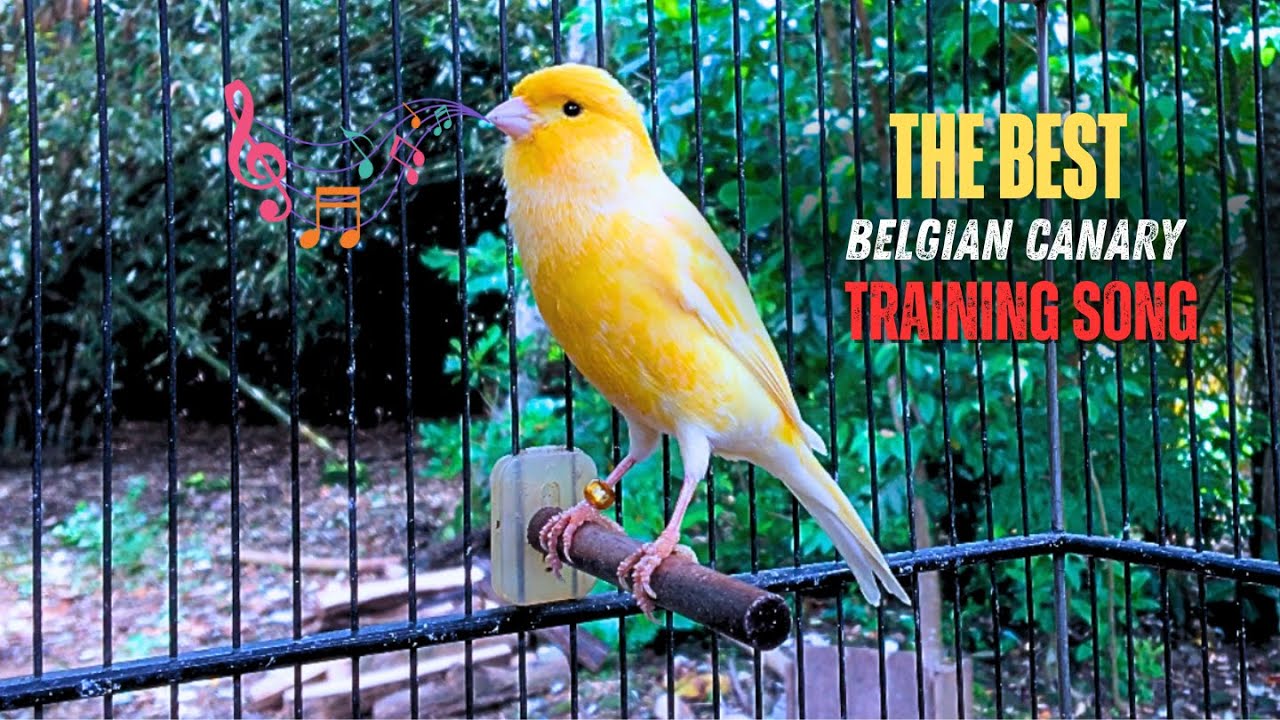 The Best Canary Sound!! Belgian Canary Training Singing