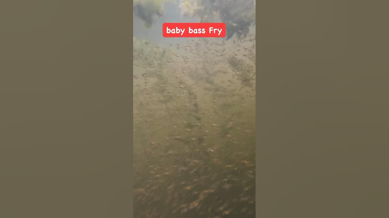 Baby bass #shortsvideo #bass #bassfishing #fishing #fish #fishingvideo  #lancevick #lakefork #shorts 