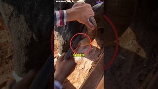 Download Lagu perawatan sapi dengan memotong tanduk!! MP3