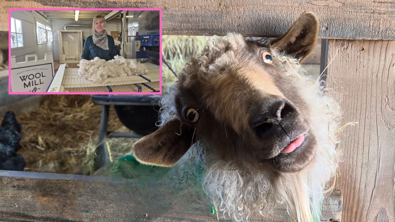 Обработка прекрасной восточно-фризской шерсти для прядения в пряжу. Наше тело, наш выбор, сосредо...