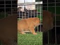 A chubby little cutie with small ears, A chubby little cutie with small ears and a silly mouth #10