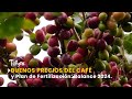 Buenos Precios del Café y Plan de Fertilización: Balance 2024 - TvAgro por Juan Gonzalo Angel