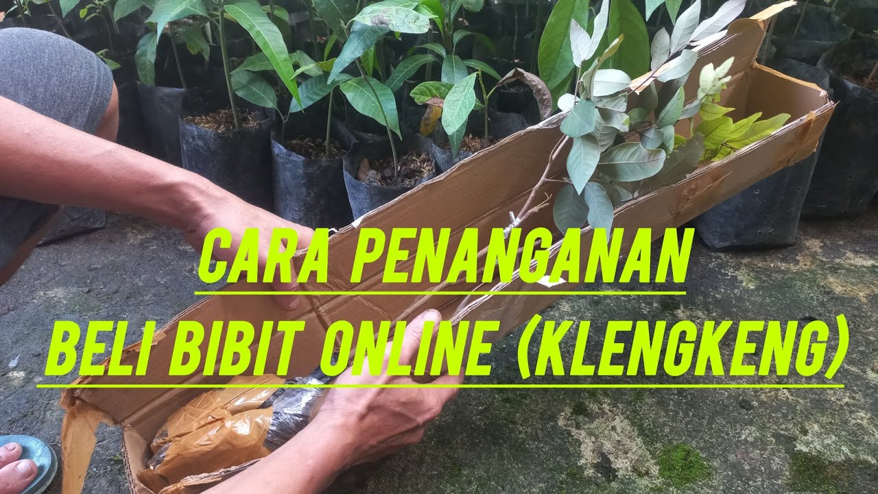 CARA PENANGANAN BELI BIBIT ONLINE (klengkeng)