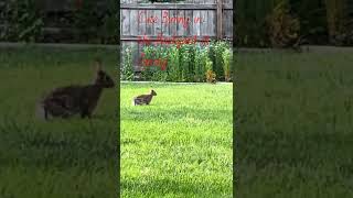 Saw a Nice Bunny In the Backyard #shorts #tiktok #viralshorts #backyard #bunny #animals