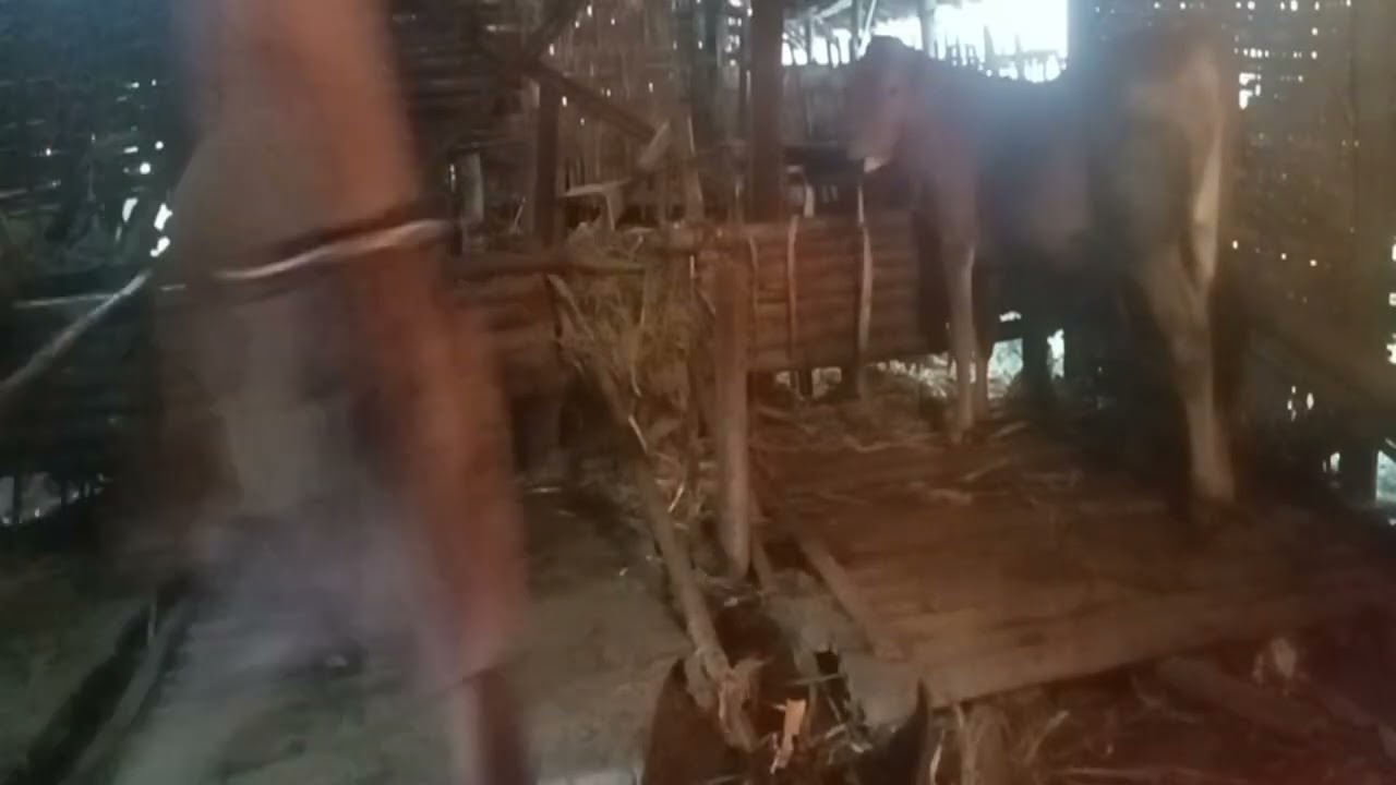 Sorotan 0.00 - 2.49 dari Daily life. cleaning the cow shed