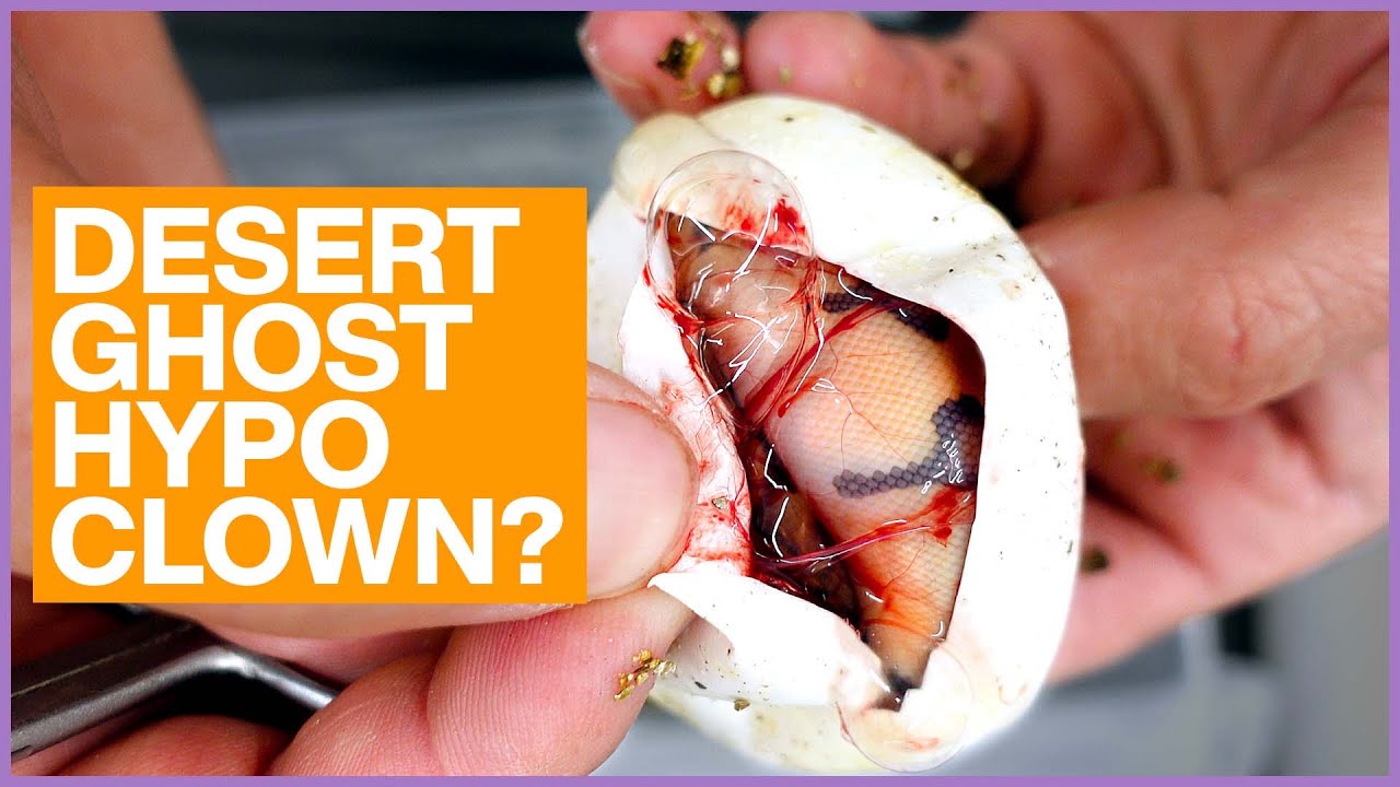 Cutting Our CRAZIEST Clutches of 2022! | 