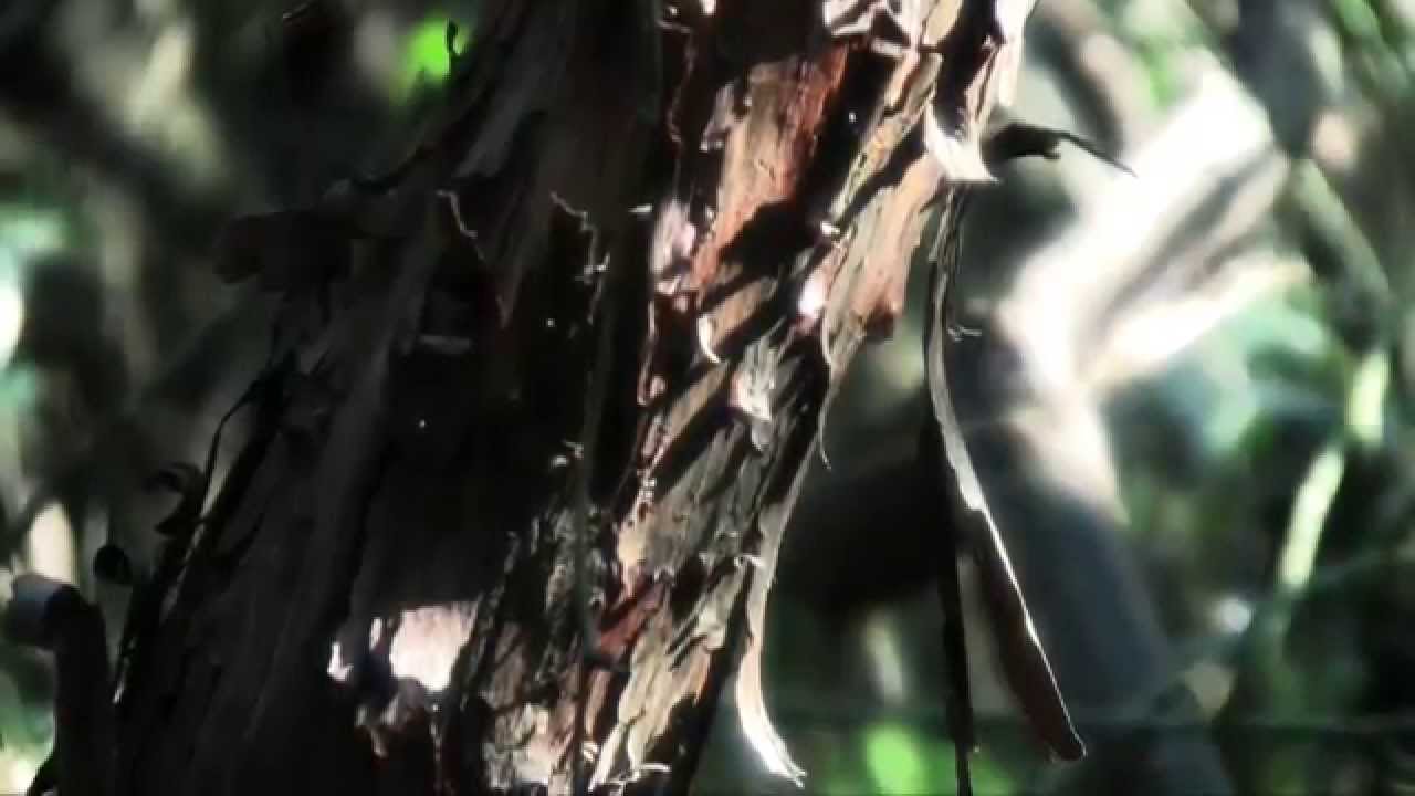 Alla scoperta del bosco mediterraneo con il WWF