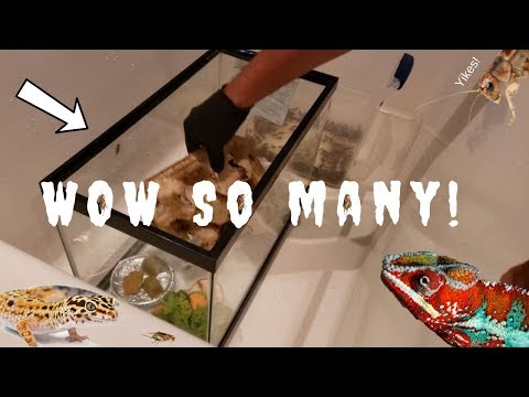 How I Keep Crickets Alive & Cut Cost - A Must See | Gutloading Tips | Cricket Care For Beginners