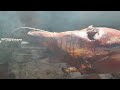 Saturday avo roast