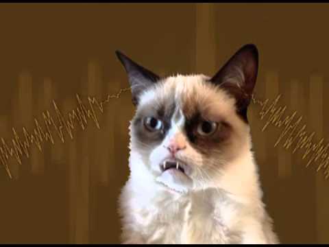 Grumpy Cat Acid