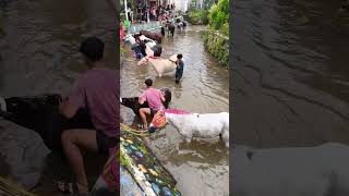Horse Bathing In River