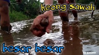 Si Bolang Dakiran ,Nyari Keong Sawah