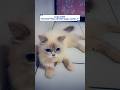 Sepakat gak ? subscribe dong kaka baik  😍 #cat #iduladha #relateable