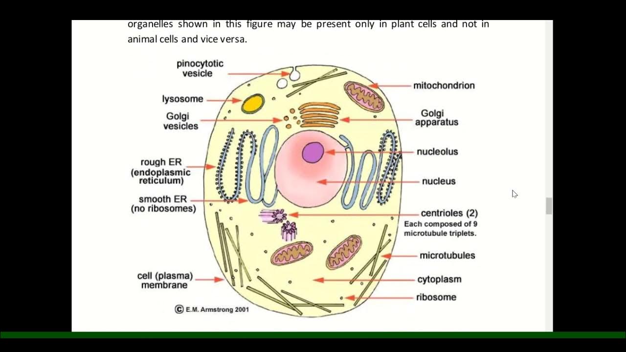 Простейшая живая клетка. Строение клетки животного с обозначениями. Строение животной клетки рисунок. Схематичное изображение животной клетки. Структура животной клетки рисунок.