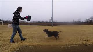 More DogFrisbee clips -December 2017