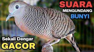 Download Lagu Perkutut Lokal Gacor SUARA BESAR Ahlinya Bikin Semua Burung Perkutut Langsung Nyaut MP3