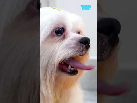 Estamos super felizes com o resultado do vídeo de pet com a Akora!