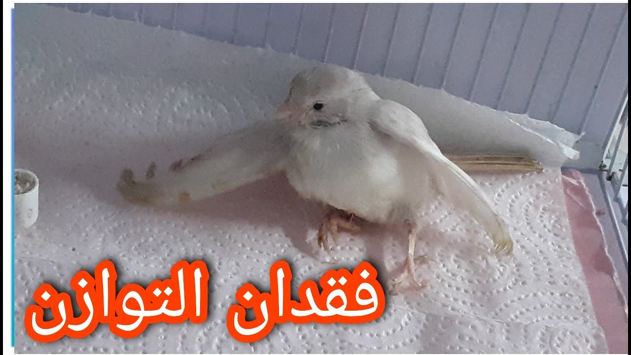 مرض فقدان التوازن عند طيور الكناري للأسف لم ننجح في علاجه و نطلب تقاسم تجربتكم