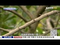 新鮮現榨萊姆汁 炎夏創黃金傳奇 台灣1001個故事 新鮮現榨萊姆汁 炎夏創黃金傳奇 台灣1001個故事