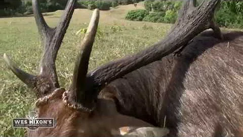 Wes Hixon's Outdoor Adventures - Rusa Deer Hunting in Mauritius, Africa