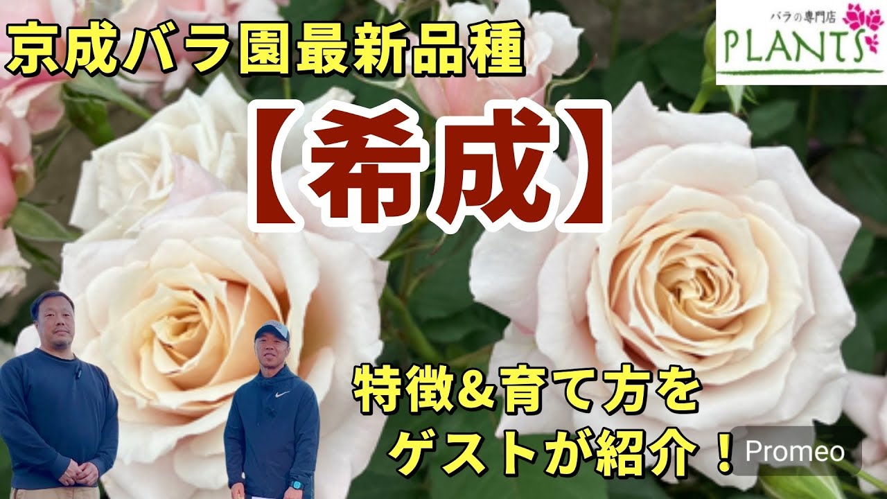 ゲスト回】京成バラ園芸新品種『希成』紹介！ - YouTube