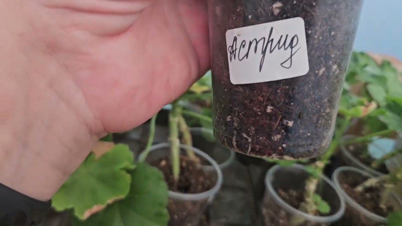 Черенки пеларгонии готовые к отправке в новый дом